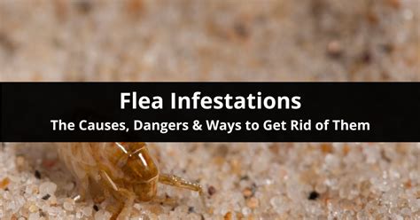 how do flea infestations happen.